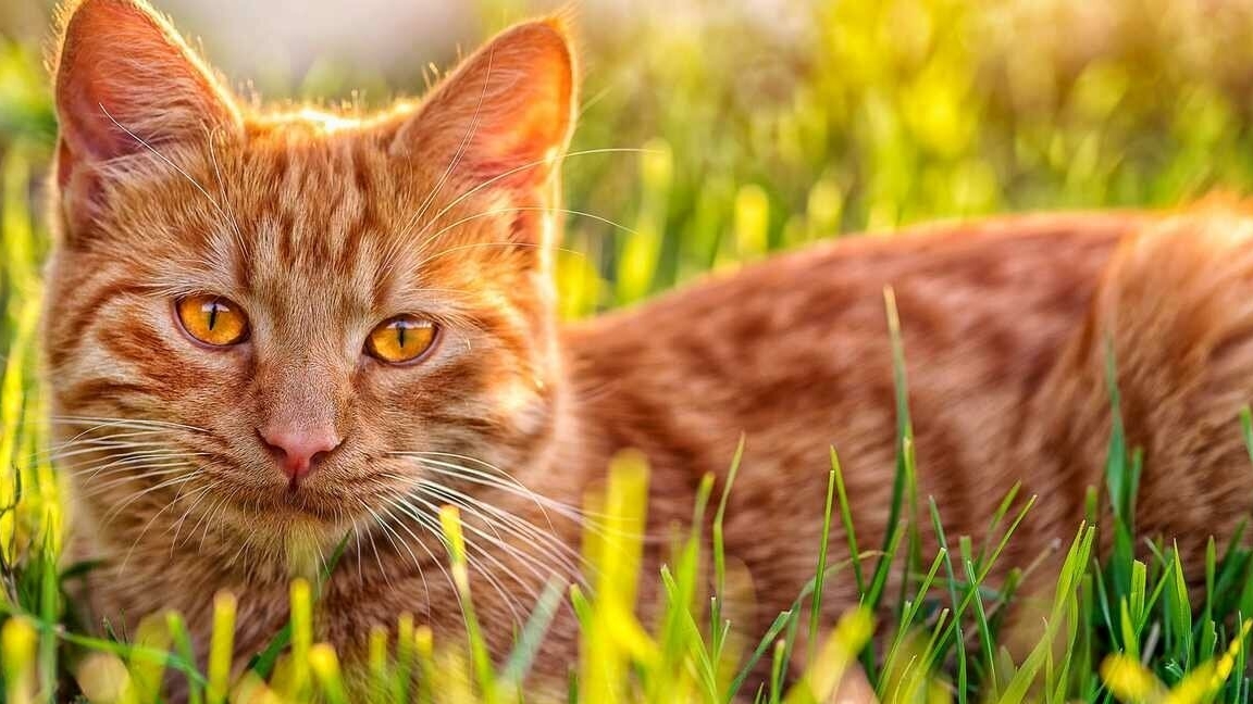 любите котиков. #КосяКосяков смотреть онлайн