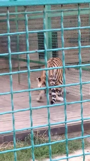 Тигрица мама и тигрёнок смотреть онлайн
