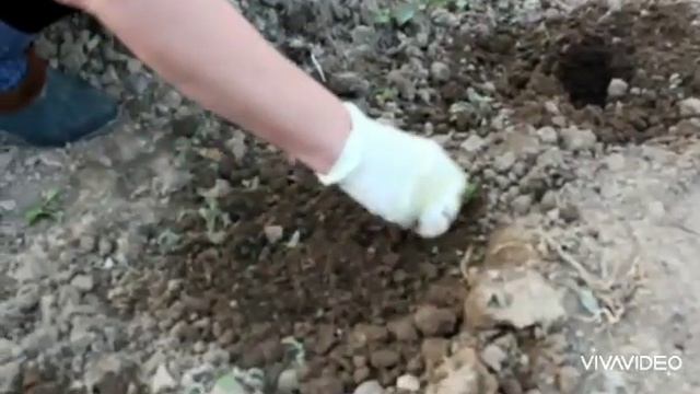 Қиярды қалай өсіреді?Қиярды қалай егеді?Қиярды егу тәсілі қиярды қалай отырғызады қиярды егу смотреть онлайн