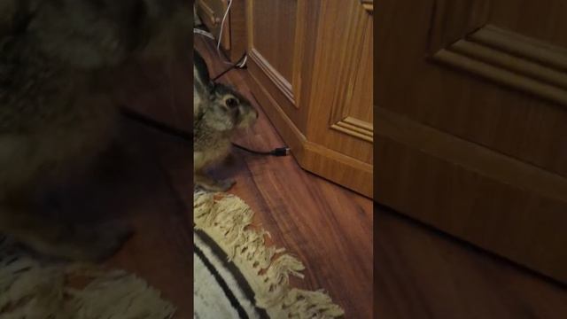 Зайчик у нас дома смотреть онлайн