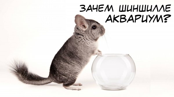 Шиншилла - милий питомец или дикий зверь Всё самое интересное о шиншиллах в одном видео!