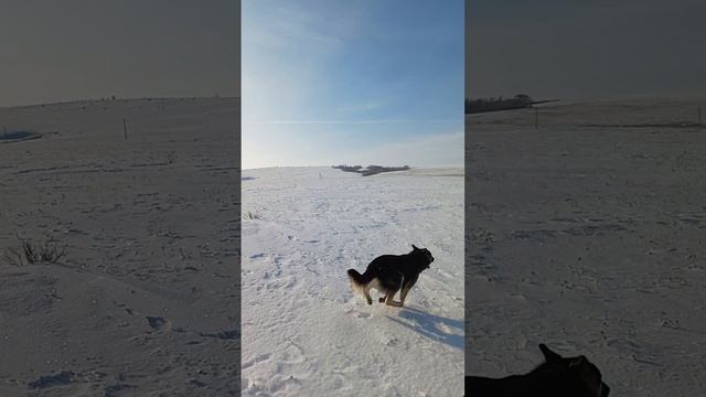 утро в деревне