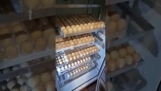 Пластиковые поддоны для инкубатора Норма Рейс смотреть онлайн