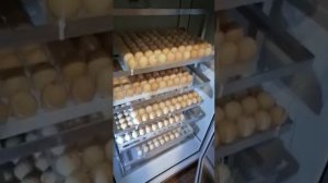 Пластиковые поддоны для инкубатора Норма Рейс