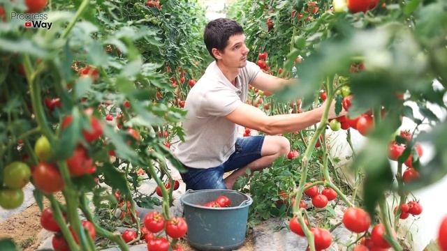1 КАПЛЯ И ТОМАТЫ ЗАСЫПЛЮТ ВАС УРОЖАЕМ смотреть онлайн
