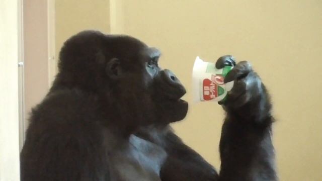 Meal time soon. The Shabani family waiting for their moment.#2 Gorilla. Gorilla, Silver back. смотреть онлайн