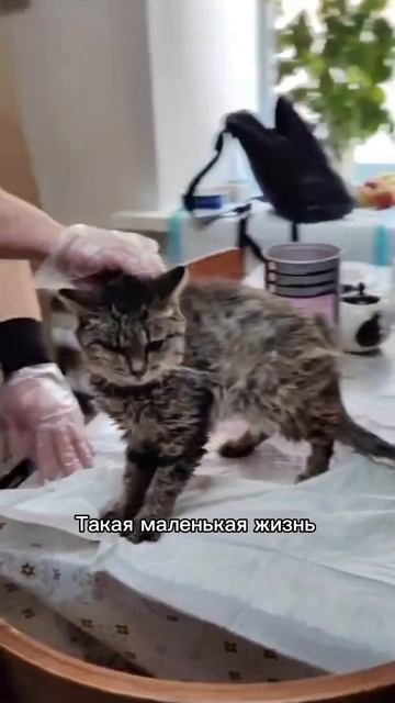 Кошка Мурка с помойки, в которую стреляли, ищет дом. смотреть онлайн