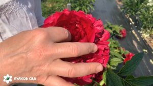 Henry Bockstoce peony. Генри Бокстос пион