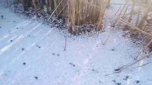 Охота с МР 512