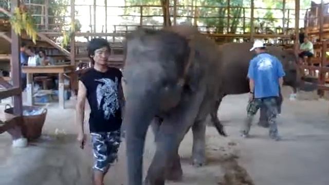 Thailand Слоновая ферма смотреть онлайн