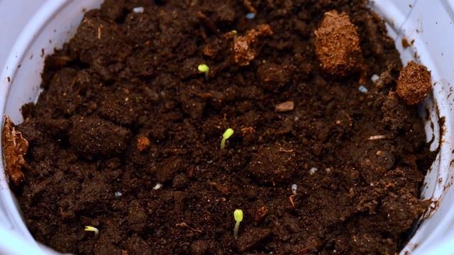 Выращивание базилика на подоконнике смотреть онлайн