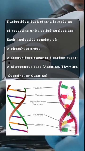 Molecular Basis of Inheritance | DNA | Biology Class 12th | #biologyclass12 #dna #molecularbiology смотреть онлайн