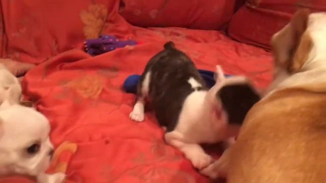 French Bulldog Hybrid Royal Frenchel Micro Mini "Q" смотреть онлайн
