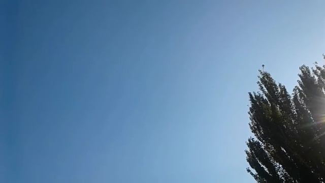 Один голубь отлетал больше часа. One dove flew for more than an hour. смотреть онлайн