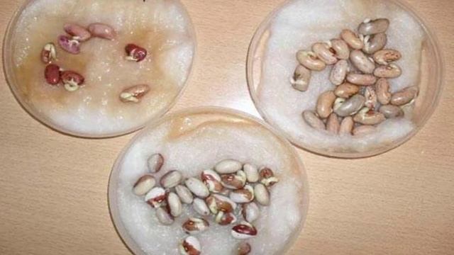 Спаржевая фасоль выращивание и уход смотреть онлайн