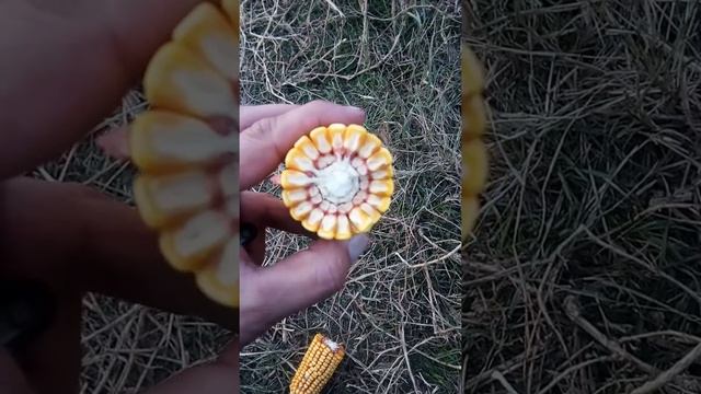 Порумбень 461 МВ Украина ч.2 смотреть онлайн