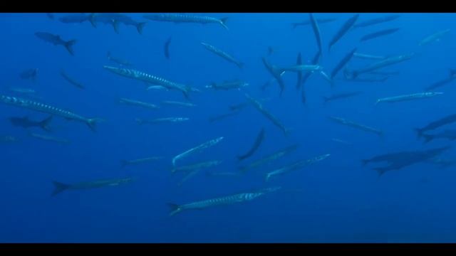 TauchenMagdalini Barracuda1/22 смотреть онлайн