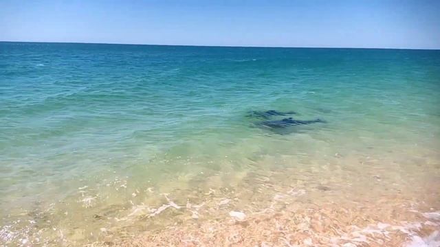 Рядом с Дельфинами. смотреть онлайн