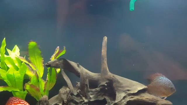 Аквариум с дискусами смотреть онлайн