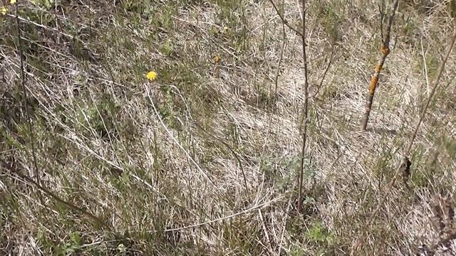 Посадка сосенки в живую изгородь. смотреть онлайн