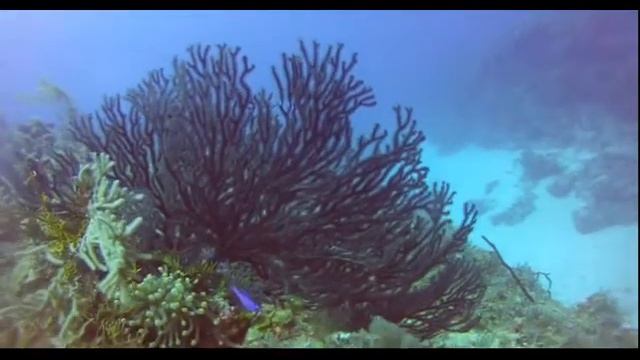Buceo en Playa Santa Lucía / Diving at Santa Lucía Beach смотреть онлайн