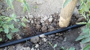 возникли проблемы с капельным поливом