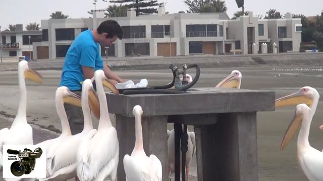 A MAN CLEANING FISH WITH PELICANS WALVIS BAY, NAMIBIA | ЧИСТКА РЫБЫ С ПЕЛИКАНАМИ ВАЛФИШ БЭЙ НАМИБИЯ смотреть онлайн