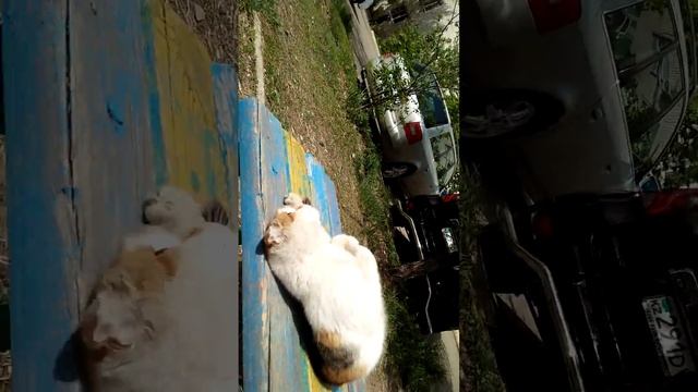 Кот на скамейке