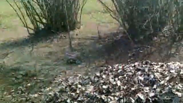 "Загадочный прыжок" смотрите до конца.mp4 смотреть онлайн