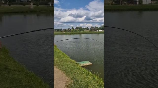 Поймал Африканского сома за 3 минуты. Зверский клёв! - Клуб Ихтиолог. смотреть онлайн