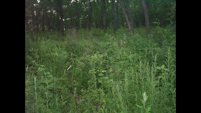 Биология: виды стеблей. Учимся видеть красоту окружающего мира смотреть онлайн