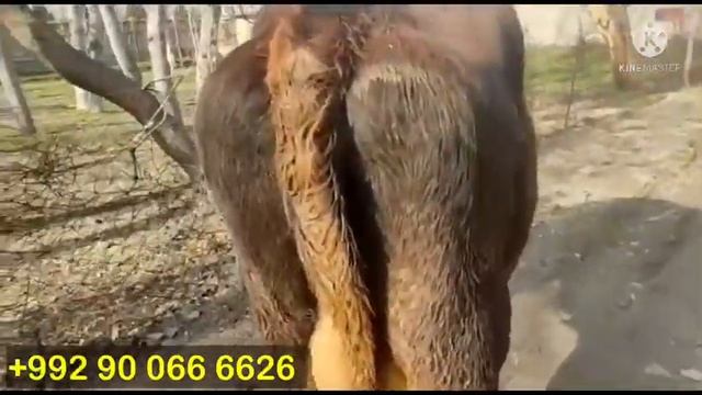 Срочно фруши гови чушо27 января 2022 г. смотреть онлайн