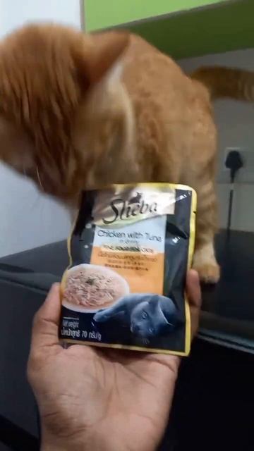 How do I buy Catcoin? I Doja The Real Cat I Doja Cat #Doja #catsofinstagram #catfunny смотреть онлайн