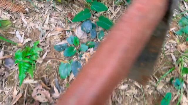 农村小伙深山挖笋，3窝笋挖了20多斤，这运气真不错