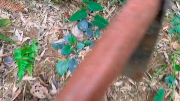 农村小伙深山挖笋，3窝笋挖了20多斤，这运气真不错