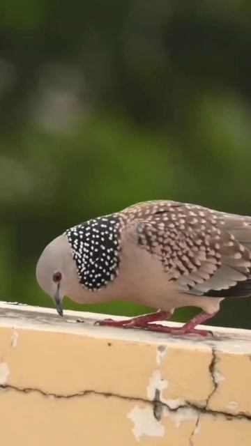 Spotted Dove Mourning Dove Calling @bdwildbird смотреть онлайн