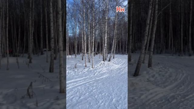 Собачья работа