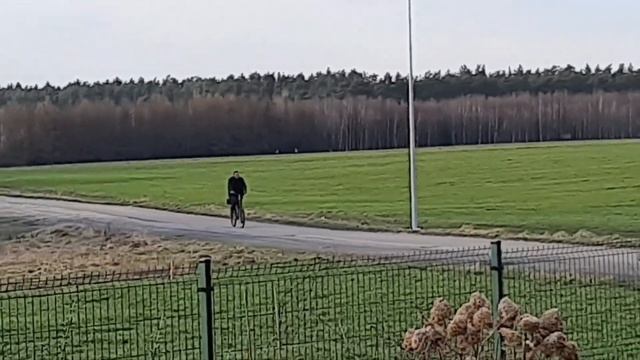 ЖИМОЛОСТЬ грунт, расстояние, обрезка, цветение. 24.02-28.03.2024 смотреть онлайн