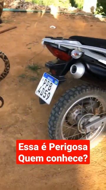 #shorts #agriculture #snakerivals смотреть онлайн