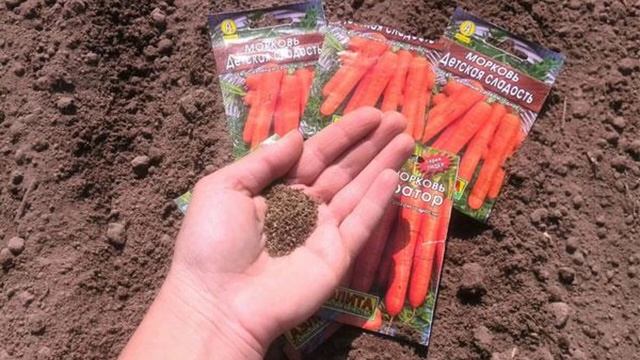 Посадка моркови под зиму смотреть онлайн