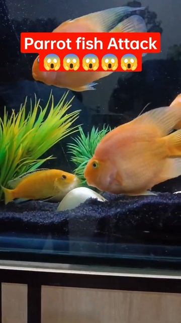 Parrot fish Attack Yellow cichlid fish!!!😰😰😰kill?#viralvideo #parrot #fishcare смотреть онлайн