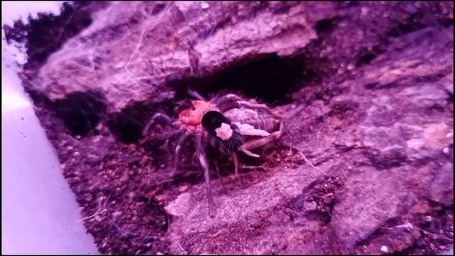 Cyriocosmus elegans ăn dế có kích thước lớn hơn cơ thể смотреть онлайн