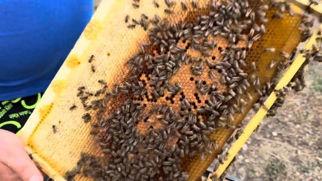 Карпатская порода пчёл.