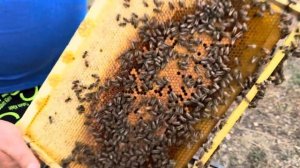 Карпатская порода пчёл.