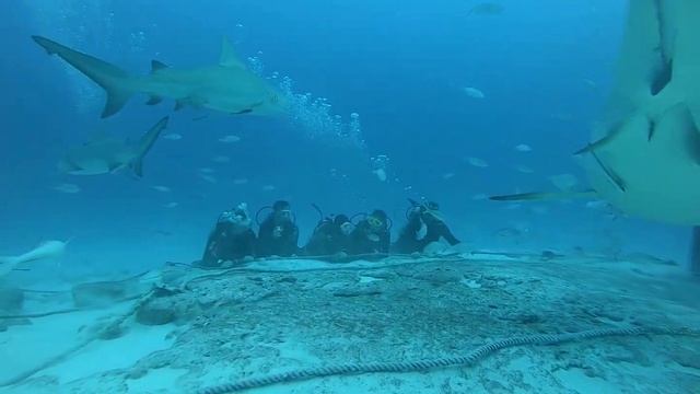 Bull Shark Dive смотреть онлайн