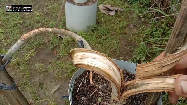 Teknik Pelintir Bonsai Waru Ekstrim смотреть онлайн