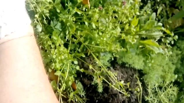 Ленивая посадка картошки/ЭКСПЕРИМЕНТ смотреть онлайн