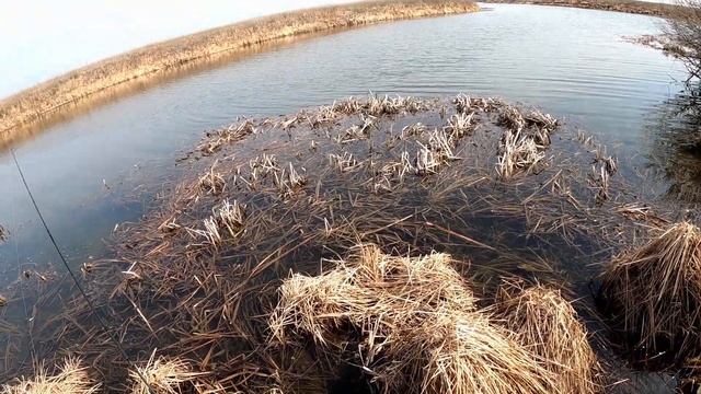 Щука жадно клюет после зимы.Открытие весеннего сезона 2024.Рыбалка со спиннингом по озёрам. смотреть онлайн