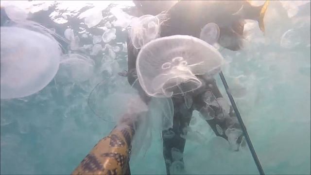 подводная охота на горбыля в Сочи 2017 смотреть онлайн