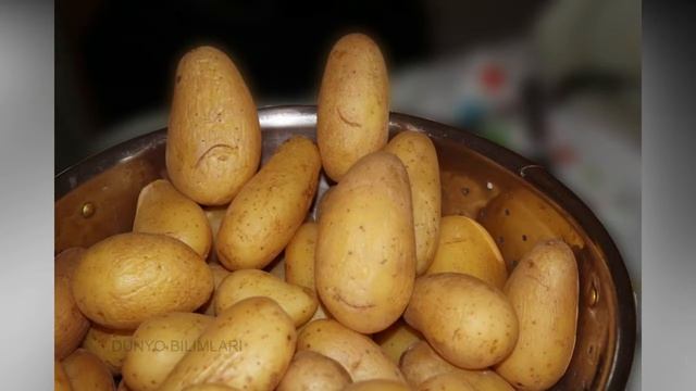 Kartoshka va uning foydalari смотреть онлайн